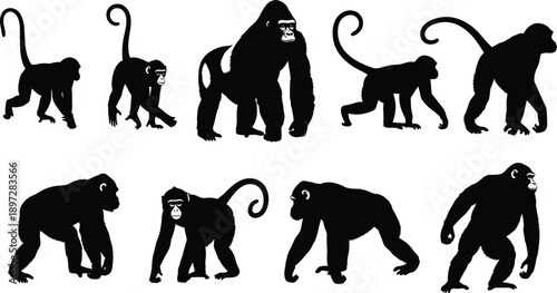 Gorilla and monkey silhouettes set, primate wildlife icons collection, ape chimpanzee forest animals, wild nature cad drawing flat vector illustration
