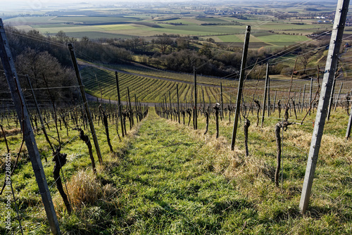 Winter Vineyard in Ipsheim, Bavaria
