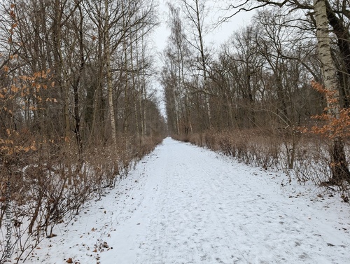 Wallpaper Mural Snow Path in Berlin Treptow/Köpenick (Berlin/Germany) - Plänterwald Torontodigital.ca