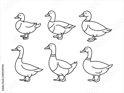 Cartoon line art geese set, Goose outline illustration set vector illustration