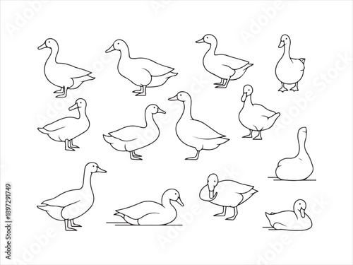 Cartoon line art geese set, Goose outline illustration set vector illustration