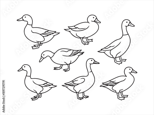 Cartoon line art geese set, Goose outline illustration set vector illustration