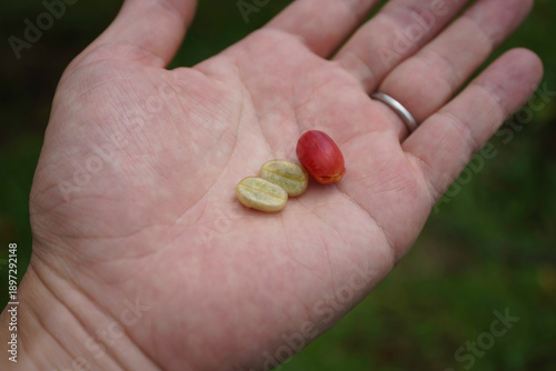 ハワイ島のコーヒーチェリー
