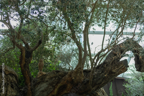SINGAPORE - DECEMBER 25, 2025: Breathtaking botanical landscapes and futuristic architecture inside the Flower Dome and Cloud Forest conservatories at Gardens by the Bay.