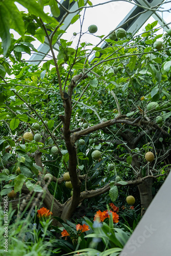 SINGAPORE - DECEMBER 25, 2025: Breathtaking botanical landscapes and futuristic architecture inside the Flower Dome and Cloud Forest conservatories at Gardens by the Bay.