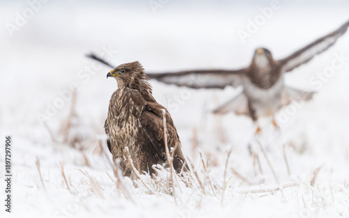 common buzzard buteo