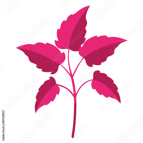 Canvas Print coleus pink leaves silhouette on white background