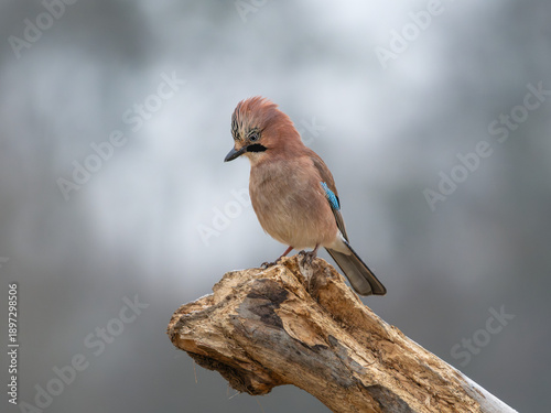 common jay