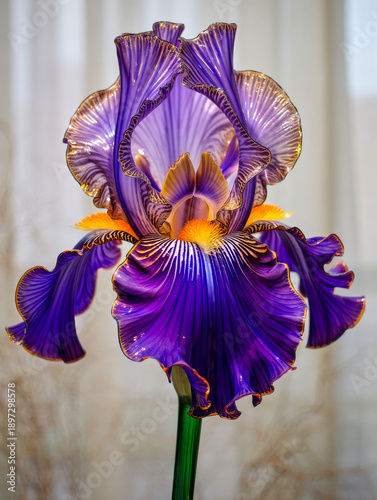 Purple glass iris flower with golden edges and detailed glass petals