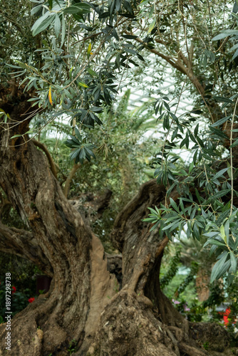 SINGAPORE - DECEMBER 25, 2025: Breathtaking botanical landscapes and futuristic architecture inside the Flower Dome and Cloud Forest conservatories at Gardens by the Bay.
