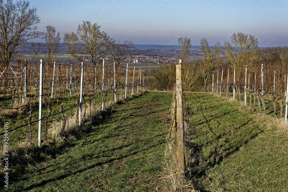 Obraz premium Winter Vineyard in Ipsheim, Bavaria