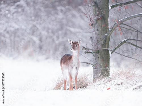 deer in winter forest