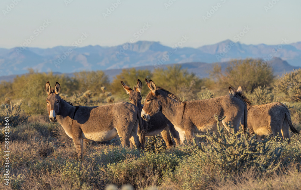 Naklejka premium Wild Burros in the Arizona Desert in Winter