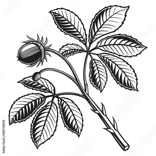  Vintage Botanical Engraving Featuring the Graceful Curves of a Woodland Rosehip Branch