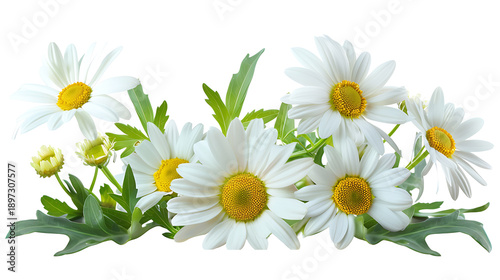 Elegant White Daisy Buds and Leaves
