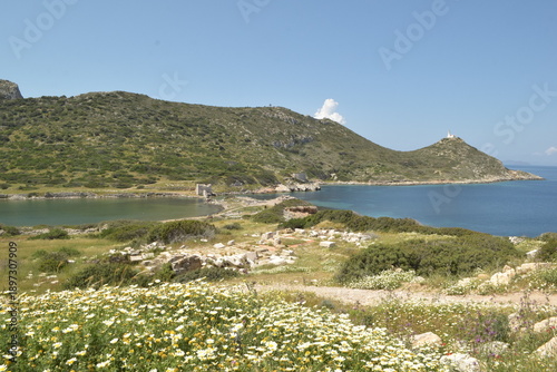 Field of daisies. A plot of blooming daisies.
