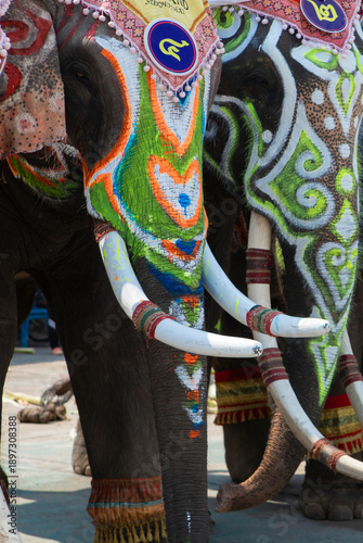 Closed up drawing colourful graphic  on the elephant body with large and long ivory.