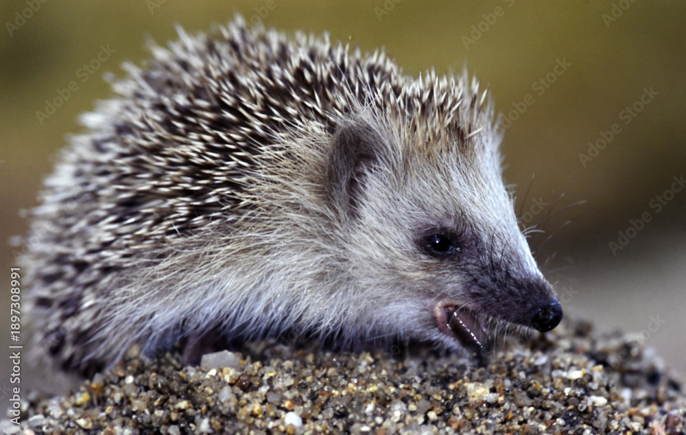 Fototapeta premium un erizo se alimenta