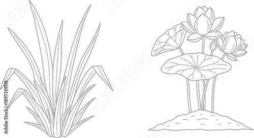 Simple line drawing of aquatic plants and flowers