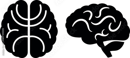 Human brain anatomy illustration