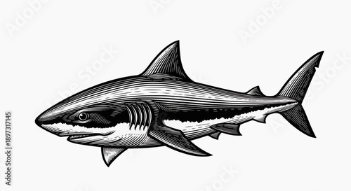 A black and white illustration of a shark swimming in a minimalist style