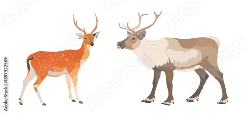 Vector hand drawn illustration set of cartoon reindeer and red elk. Cute wild animals isolated on white background.
