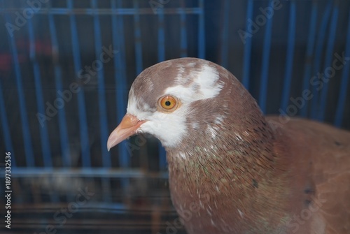 Foto Brown Pigeon Close Up Profile Inside Bird Cage
