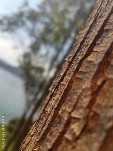 Close-up of tree bark texture with blurred background