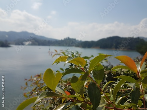 Green leaves in foreground with lake and mountains in background