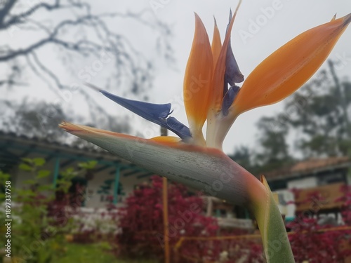 Bird of Paradise flower (Strelitzia reginae) in garden