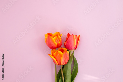 Vibrant orange and yellow tulips against pastel pink background