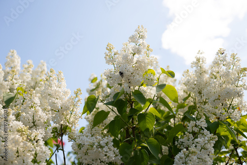 Blossoming white lilacs against clear blue sky on a sunny day