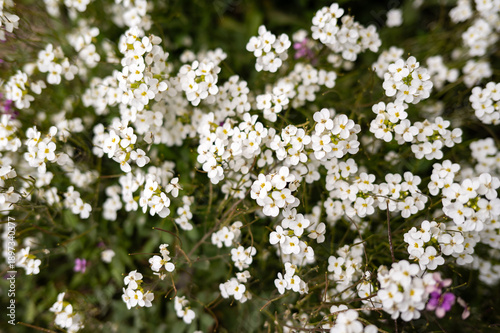 Blooming white alyssum flowers in vibrant spring garden