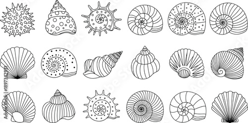 Collection of seashell line art illustrations including spiral, scallop and conch shells, hand drawn outline style, isolated on white for marine, nature and design use