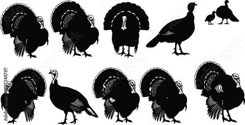 Detailed black wild turkey silhouettes set isolated on white background for Thanksgiving holiday celebration graphics hunting season clip art and autumn nature design elements