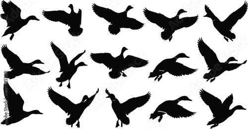 Set of Flying Duck Silhouettes Featuring Mallard Waterfowl and Goose Wings Spread Isolated on White Background for Hunting Season Nature Wildlife Vector Design Elements