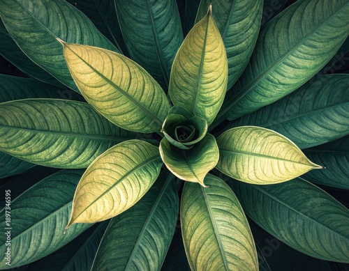 Lush Green Leaves with Intricate Patterns and Textures from Above