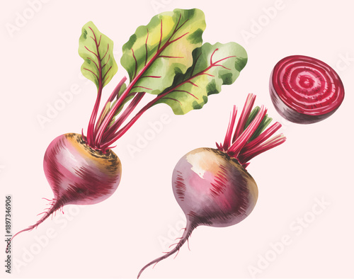 Hand painted watercolor beetroot set with leaves and sliced pieces.
