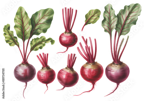 Botanical beetroot vegetables painted in hand-drawn watercolor.
