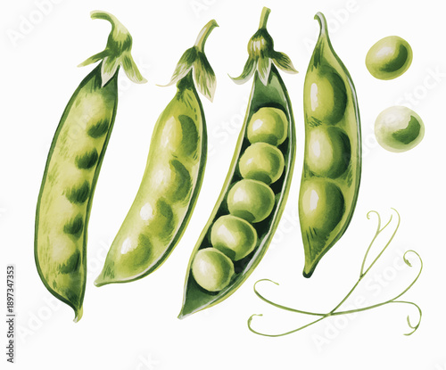 Hand painted watercolor green peas with pods and tendrils.
