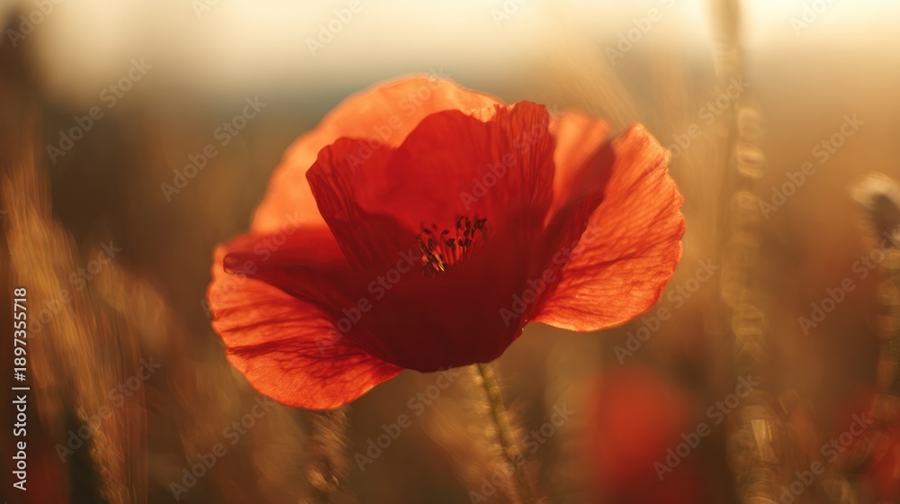 Fototapeta premium In the field illuminated by the sunset, a close-up of a red poppy shines brightly under the warm golden backlight. Inspiring travel planning designed specifically for home decor and floral brands.