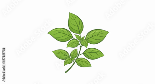 A fresh green sprig of basil leaves with detailed veins, illustrated on a clean white background
