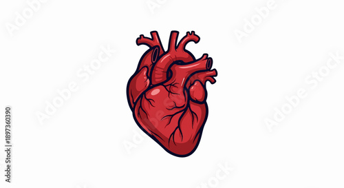 A vibrant red anatomical human heart illustration with dark outlines, depicting its complex structure