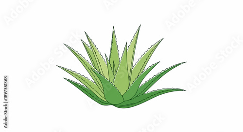 A vibrant, stylized illustration of a succulent plant with spiky green leaves on a white background