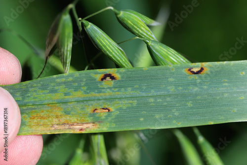 Foto Leaf spot, leaf stripe or seedling blight of oat, oat fungal disease caused by Pyrenophora chaetomioides (syn