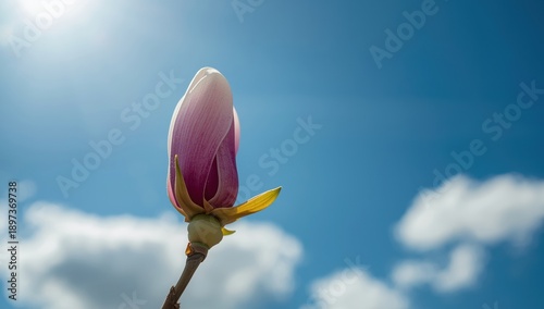 Magnolia bloom glistening against the azure sky