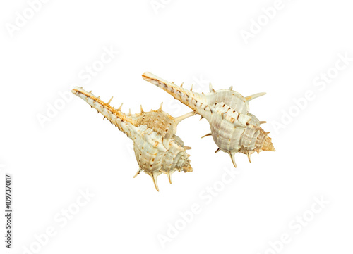 Two Spiky Seashells Isolated on Transparent Background: A Celebration of Natural Beauty from the Underwater World and Shell Collection.