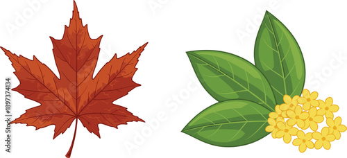 Detailed autumn orange maple leaf and spring green leaves with yellow flowers for seasonal botanical branding design.