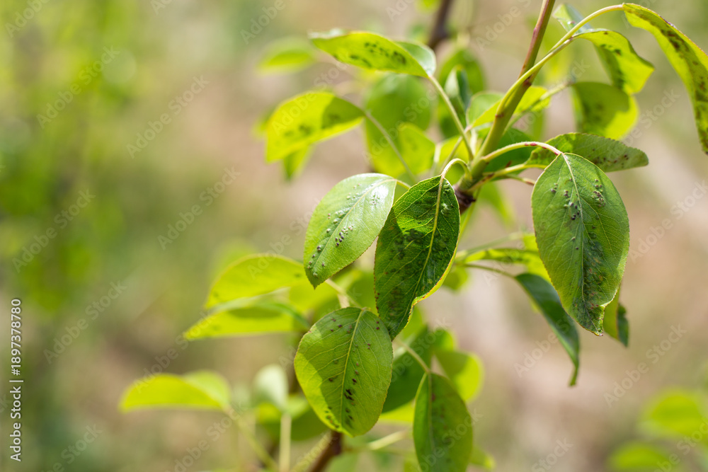 Obraz premium Pear tree leaves are visibly infested with spider mites or diseases, with small dark spots and damage visible