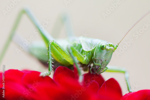 Green grasshopper on red rose flower petal. Macro view Great Green Bush-Cricket Tettigonia viridissima